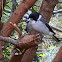 Grey Butcherbird