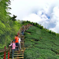 嘉義梅山二尖山休閒茶園