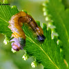 Lygodium sawfly larvae