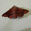 Picture-winged Leaf Moth