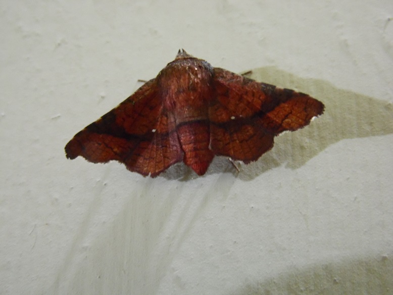 Picture-winged Leaf Moth