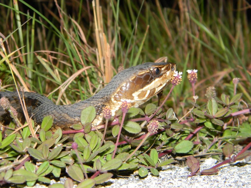 Cottonmouth