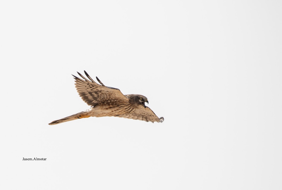 Pallid harrier