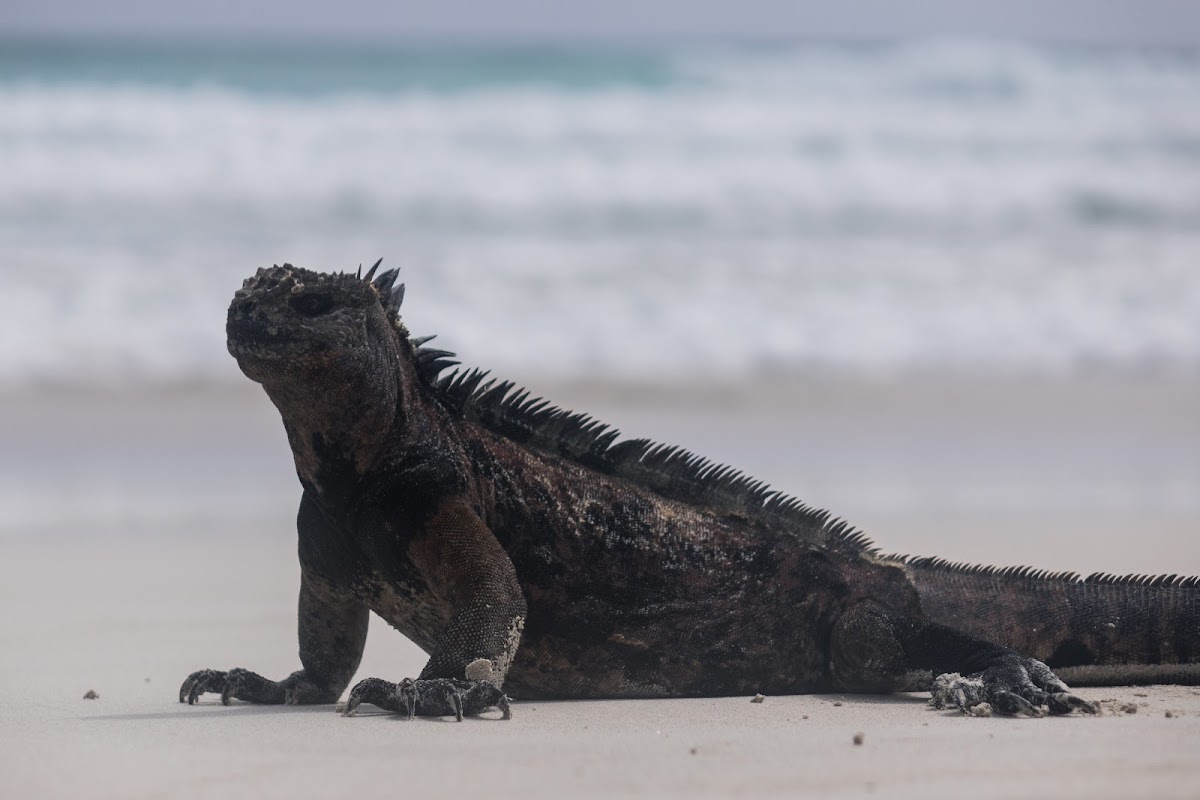 Iguana marina