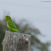 Green Rumped Parrotlet