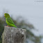 Green Rumped Parrotlet