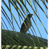 Palmchat