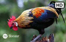 My Rooster HD Wallpapers New Tab Theme small promo image