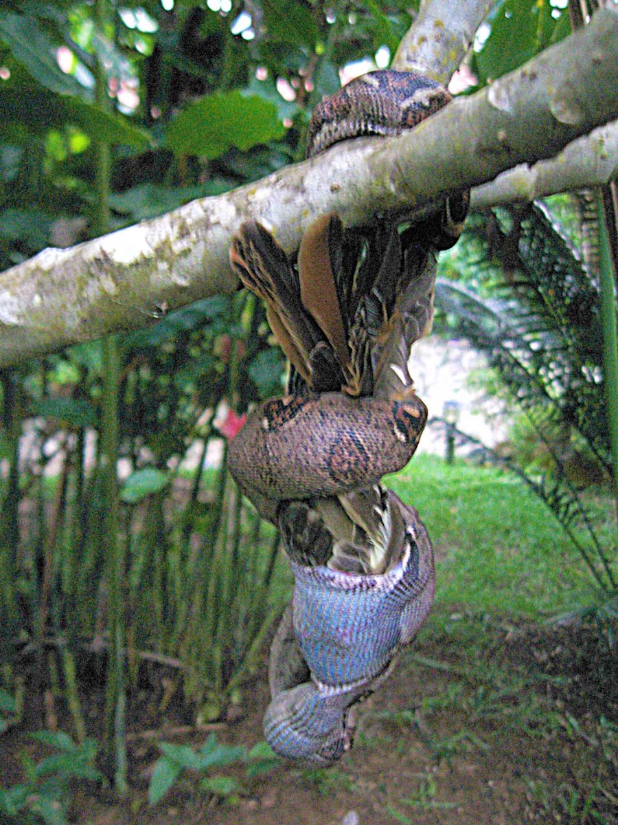 Boa Constrictor, Red-tailed Boa eating Great Crested Flycatcher