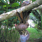 Boa Constrictor, Red-tailed Boa eating Great Crested Flycatcher