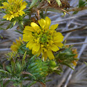 Pappose Tarweed