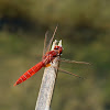 Scarlet Darter/Broad Scarlet