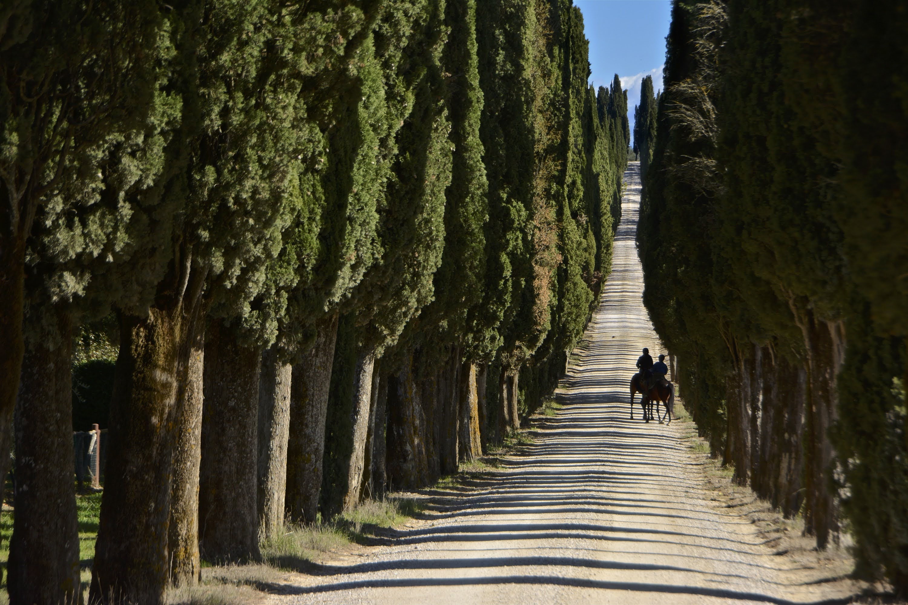 Il viale dei cipressi di Arceno,,vicino a Castelnuovo Berardenga e Siena