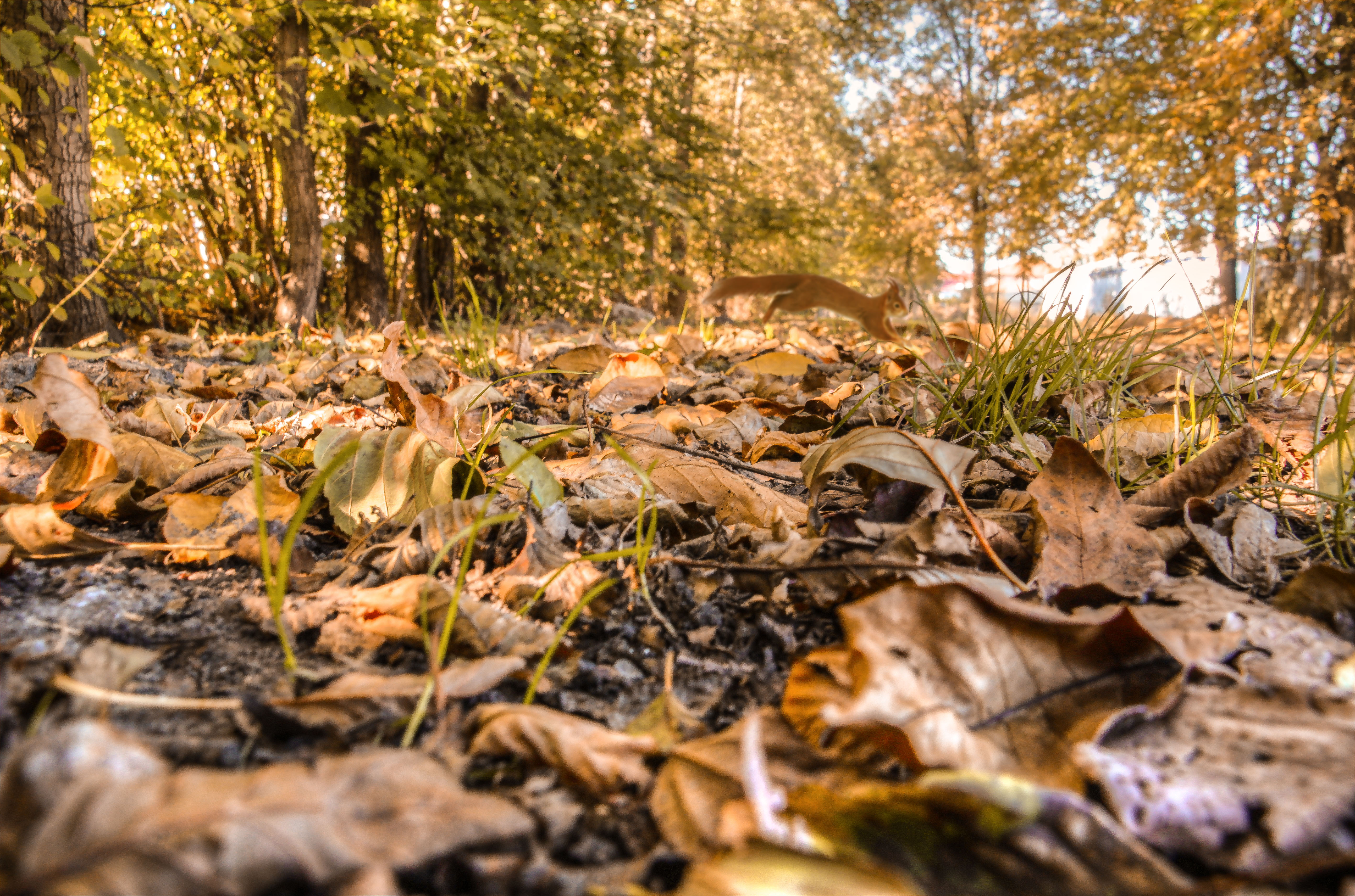 la bellezza dell'autunno di francesco_boccolato