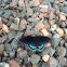 Red-spotted Purple Butterfly