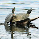 Red-Eared Slider