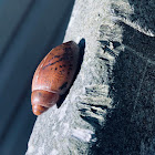 Rosy Wolfsnail