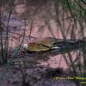 Reticulated Python