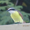 Great Kiskadee