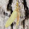 Mayfly