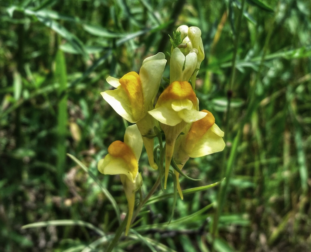 Common Toadflax