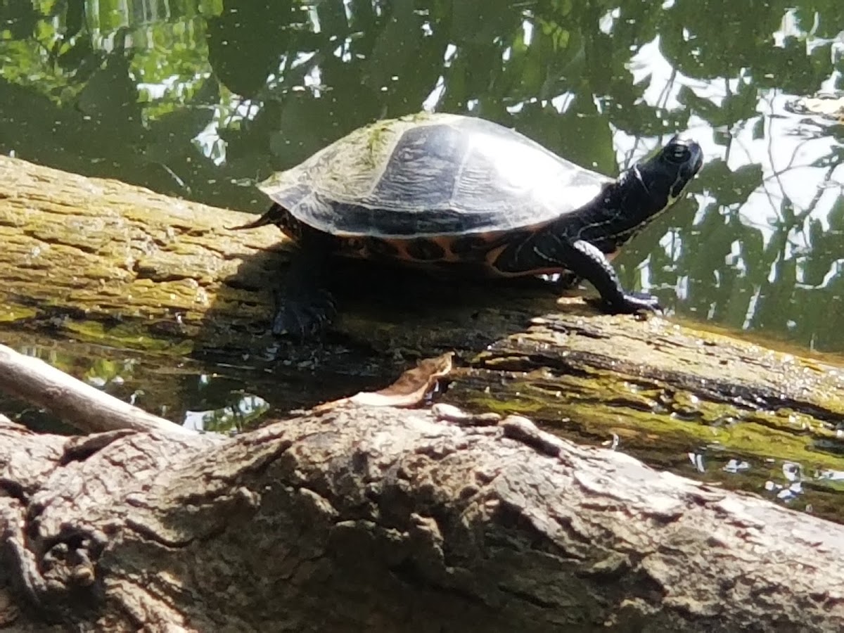 Eastern Painted Turtle