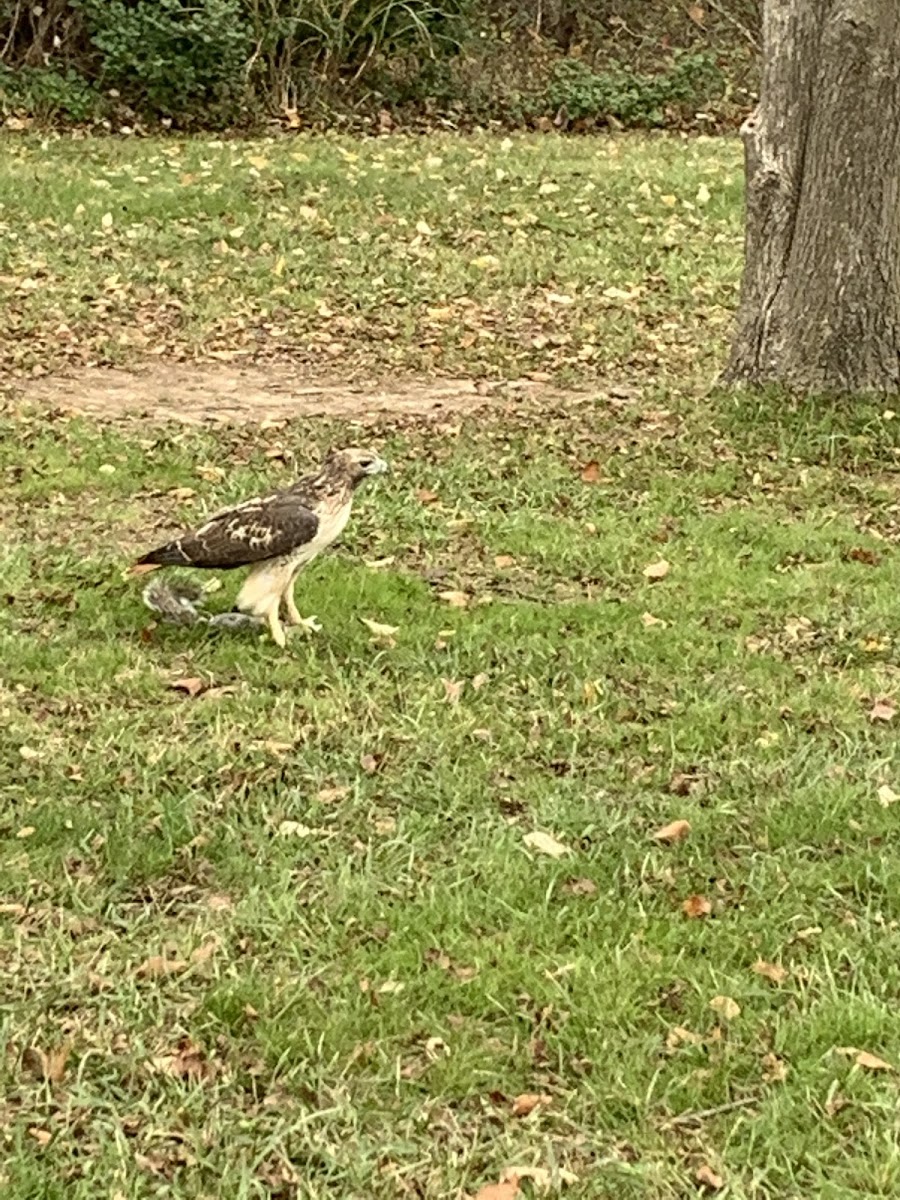 Red-Tail Hawk