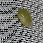 Green Shield Bug