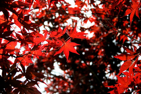 Red Maple di Pitbast