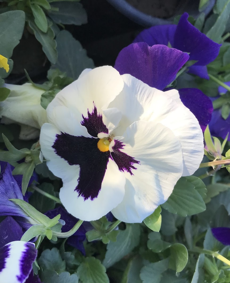 Pansy