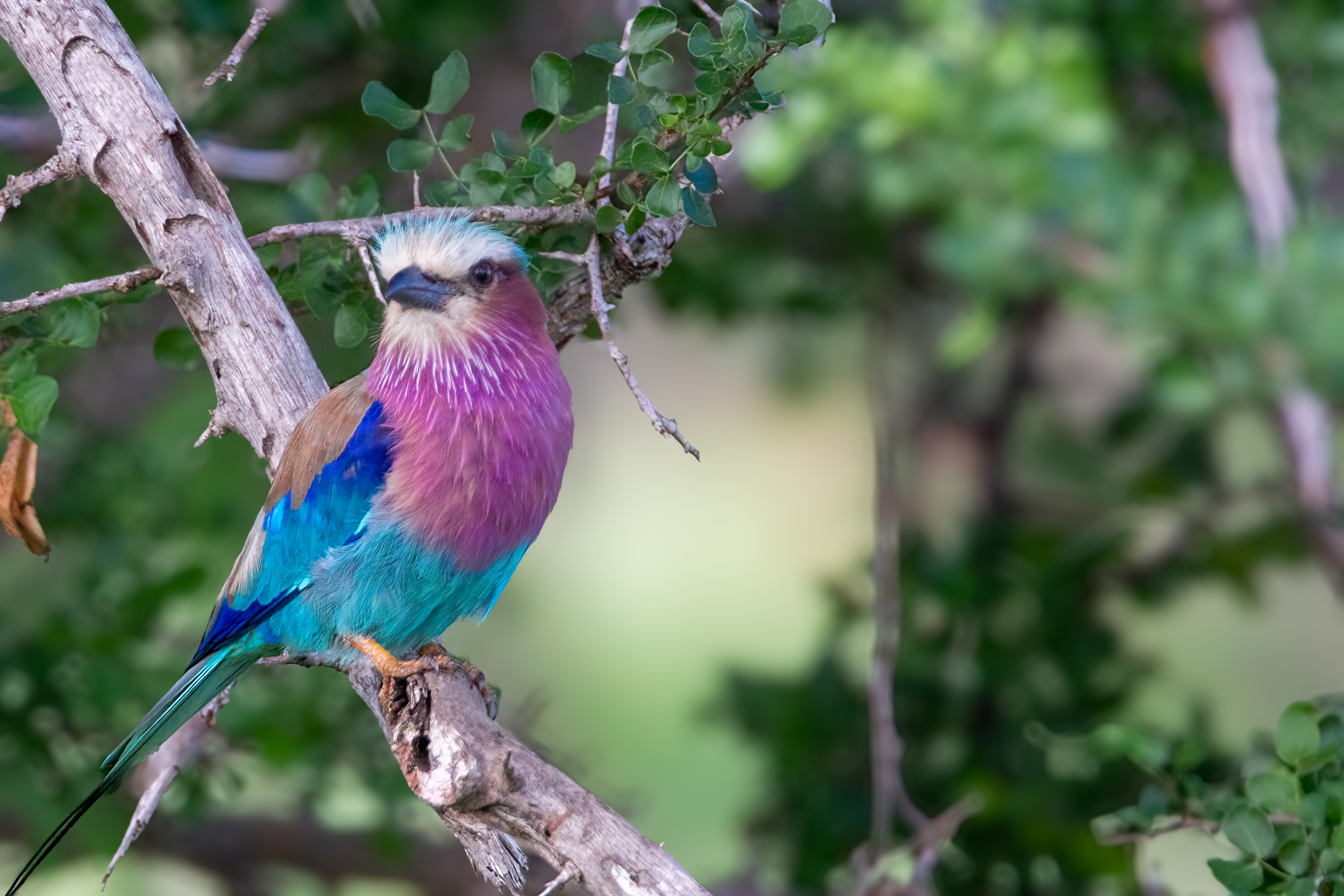 I colori in natura di pierce