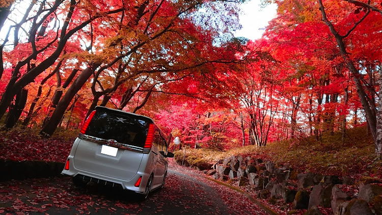 ヴォクシーの秋の山コラボ・山道ドライブ・紅葉・もみじと愛車・2024ベストショット11月に関するカスタム事例の投稿画像3枚目