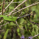 Texas Unicorn Mantis