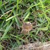 unidentified spider