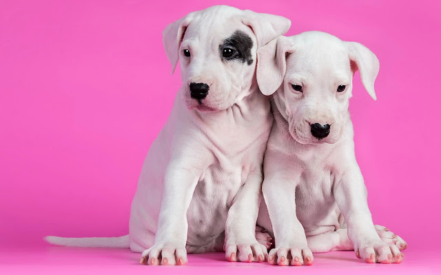 Cute Puppies Wallpapers New Tab