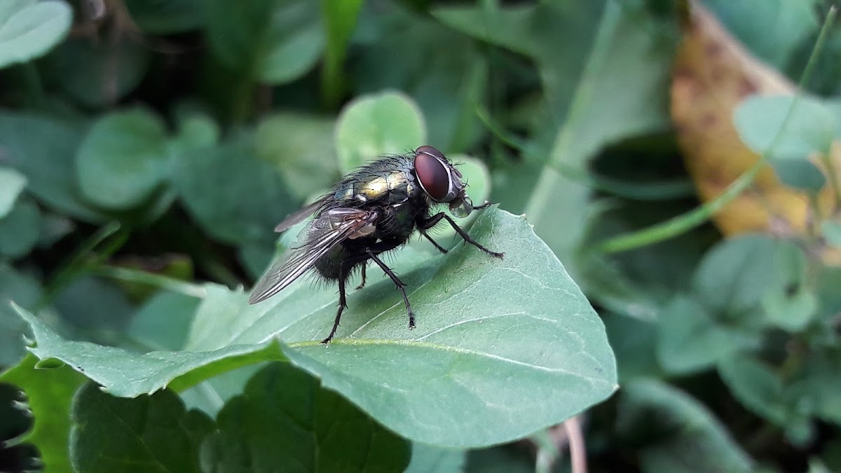 Common green bottle fly