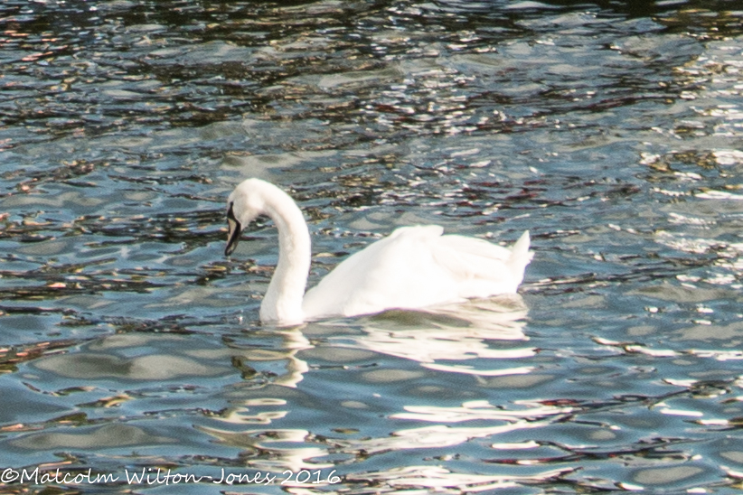 Mute Swan