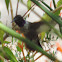 Black-chinned Hummingbird