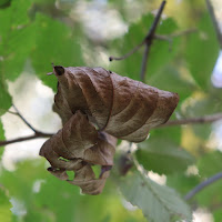 autunno in maggio di 