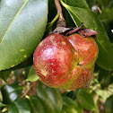 Camellia (seed pod)