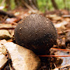 Dusky Puffball