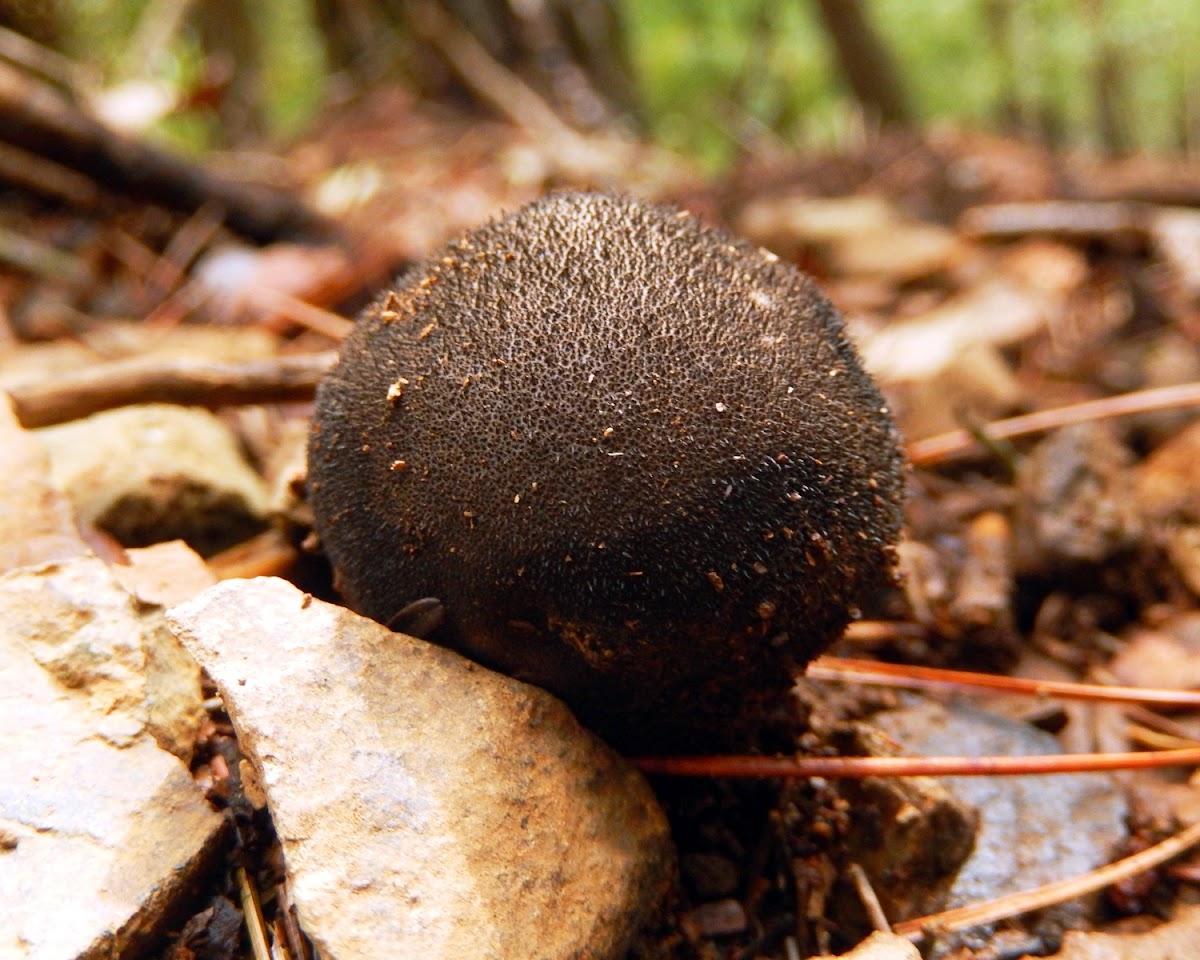 Dusky Puffball