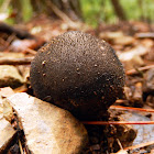 Dusky Puffball