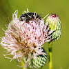 Scarab Flower Beetle