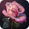 Pink Rose Video Live Wallpaper icon