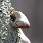 Birch Polypore