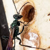 Blue mud dauber