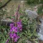 Common Fireweed