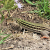 Texas Spotted Whiptail