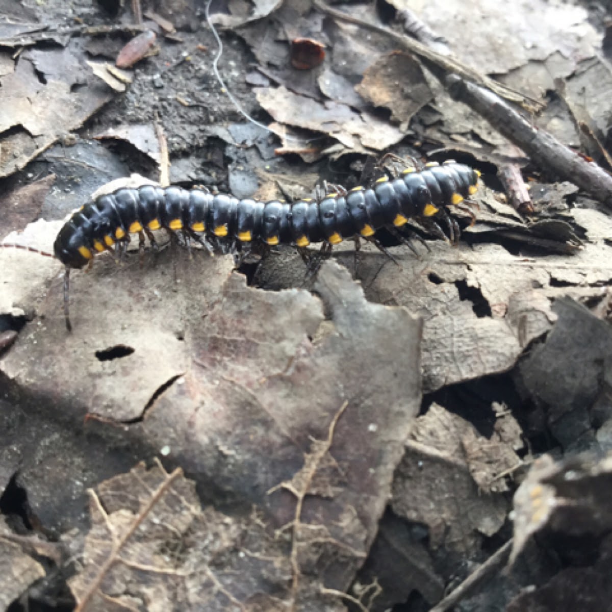 Yellow-spotted Millipede